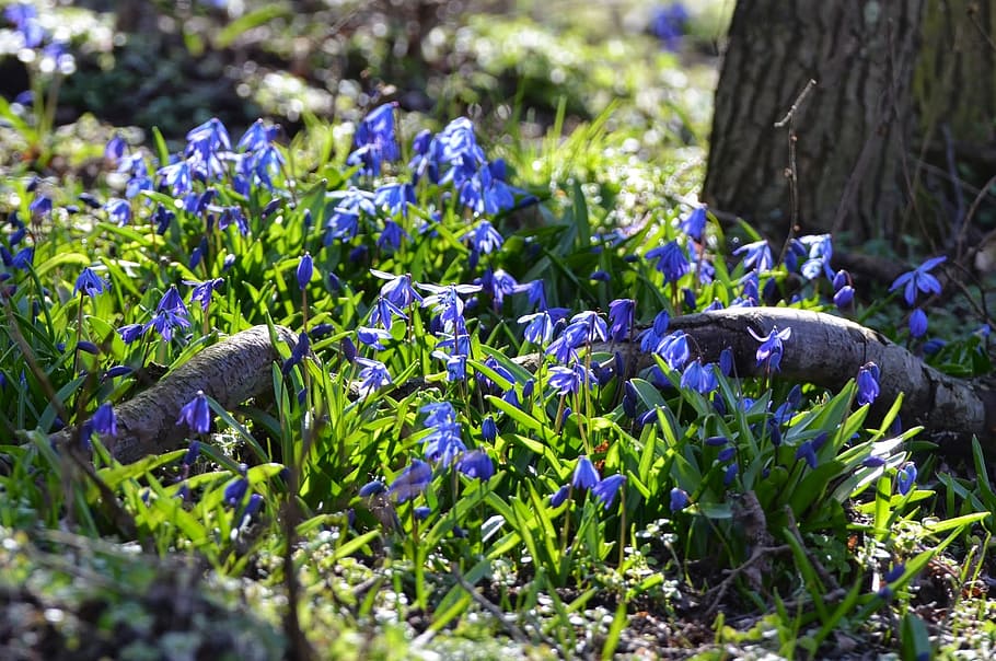 forest, spring flowers, blue, springtime, plant, flowering plant HD wallpaper