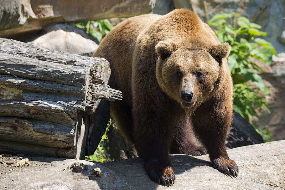 brown bear standing near tree log, european brown bear, mammal