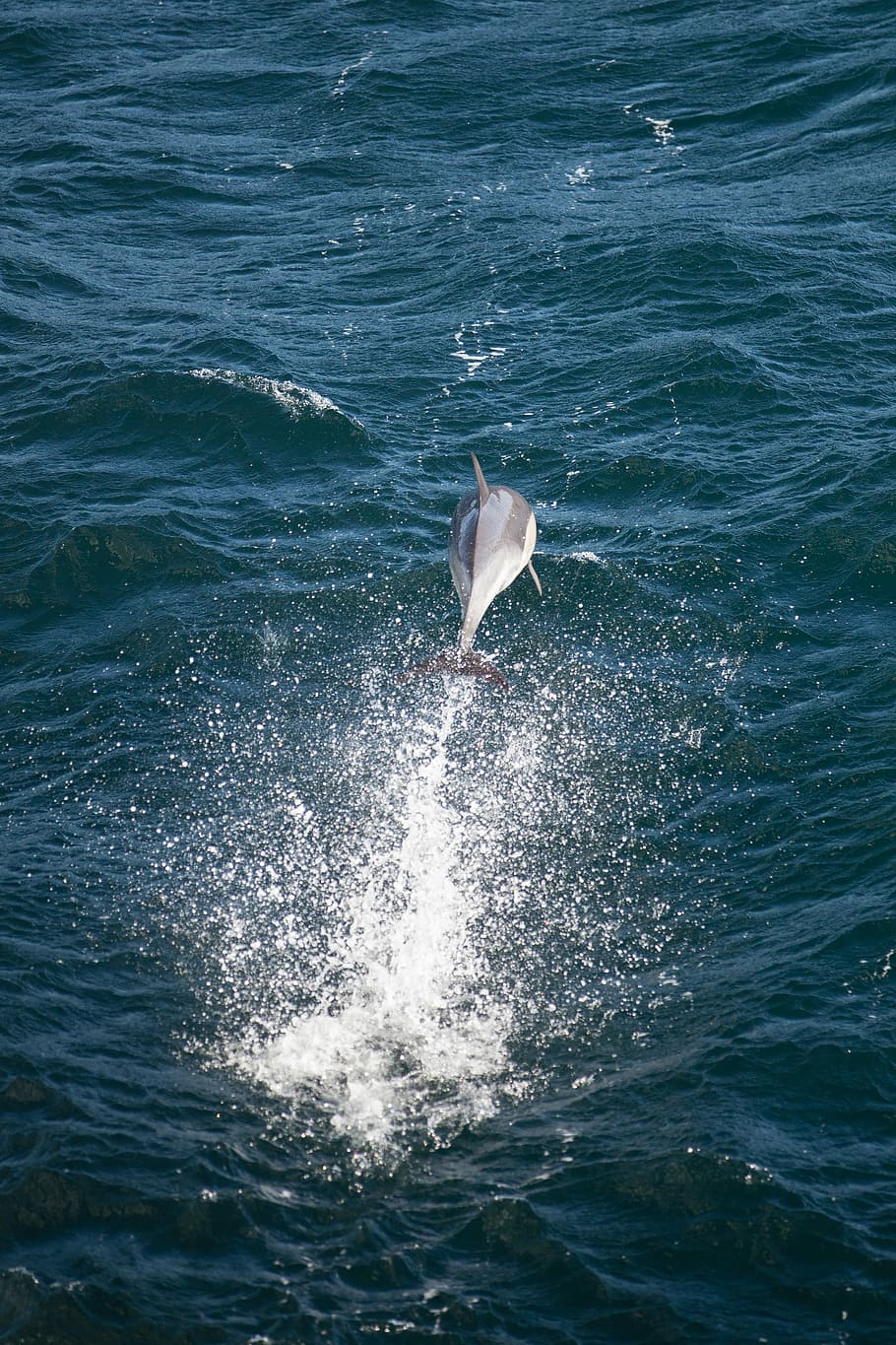 dolphin jumping on sea, diving gray dolphin, ocean, wave, animal themes HD wallpaper