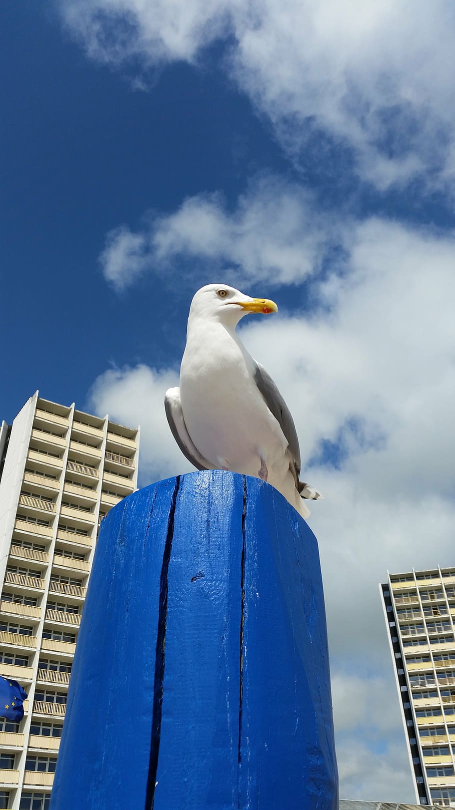 seagull, beach, fehmarn, baltic sea, animal themes, building exterior HD wallpaper