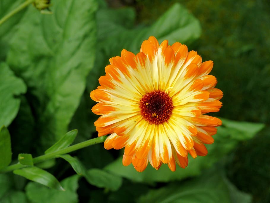 calendula, plant, bloom, orange, flower, nature, summer, petal HD wallpaper