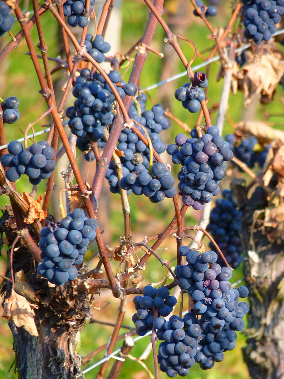 grape, grapes, fruit, vine, cultivation, wine, blue, food and drink HD wallpaper