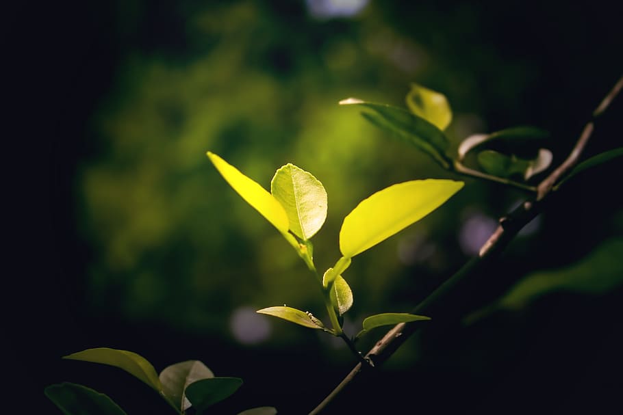 nature, green, leaf, wallpaper, plant, beauty in nature, growth HD wallpaper
