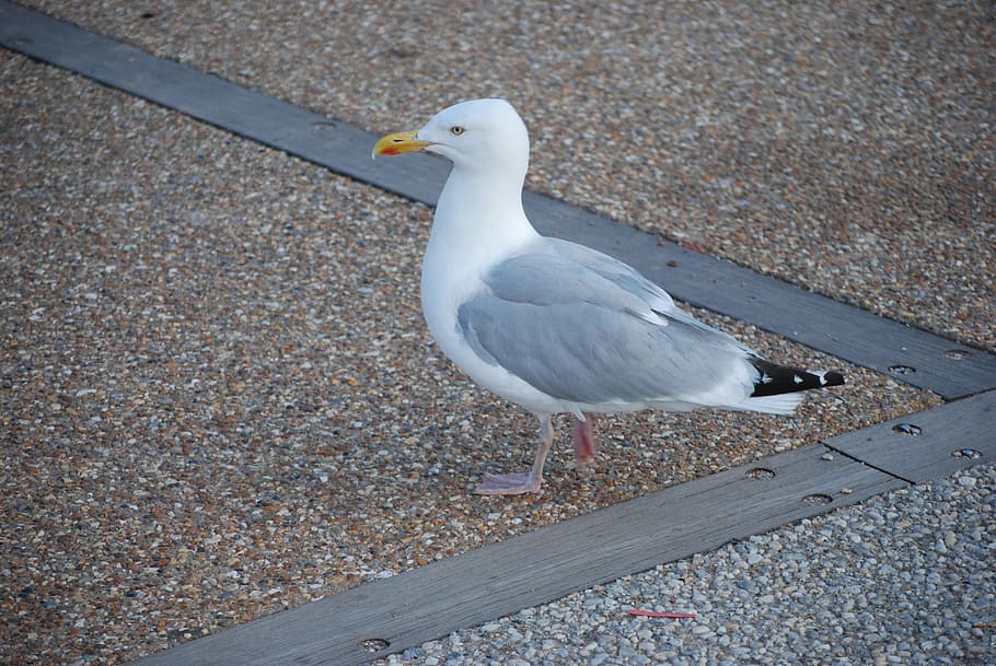 seagull, bird, feathers, animal, ocean, seabird, black-headed gull HD wallpaper