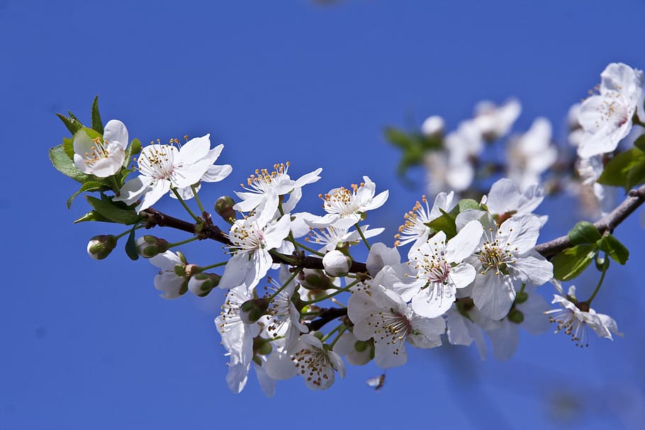 Plum Flower, Spring, Nature, blossom, fragility, botany, white color HD wallpaper