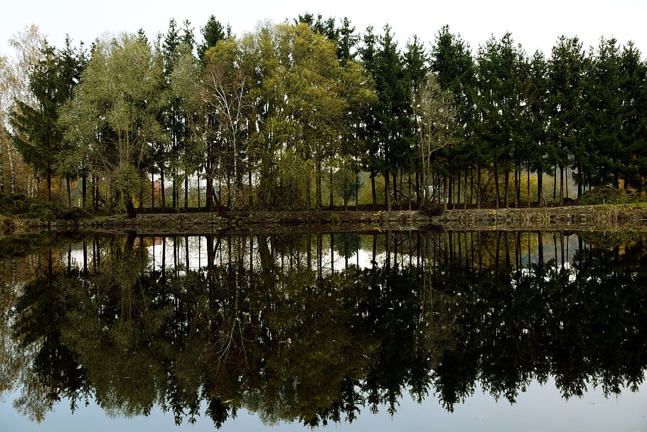 Lakeside, Mirroring, Trees, Landscape, green, water, water reflection HD wallpaper