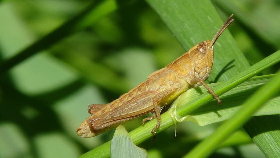 grasshopper, macro, insect, grasshoppers, nature, animal, locust HD wallpaper