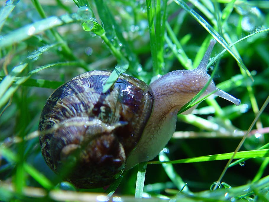 snail, land, macro, slimy, shell, spiral, garden, gastropod HD wallpaper