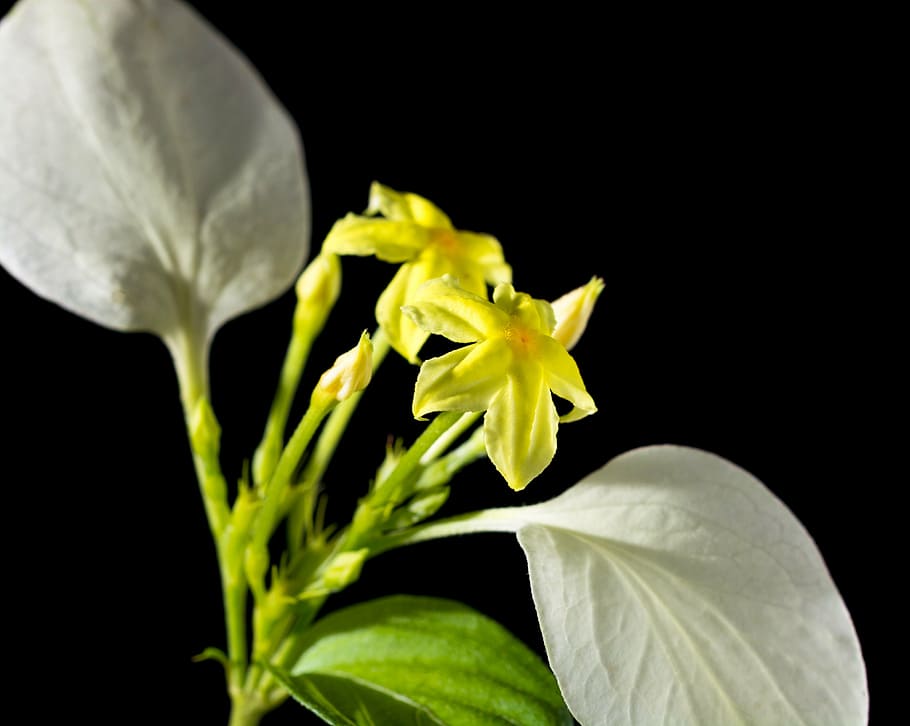 flower, blossom, bloom, yellow, white, close, black background HD wallpaper