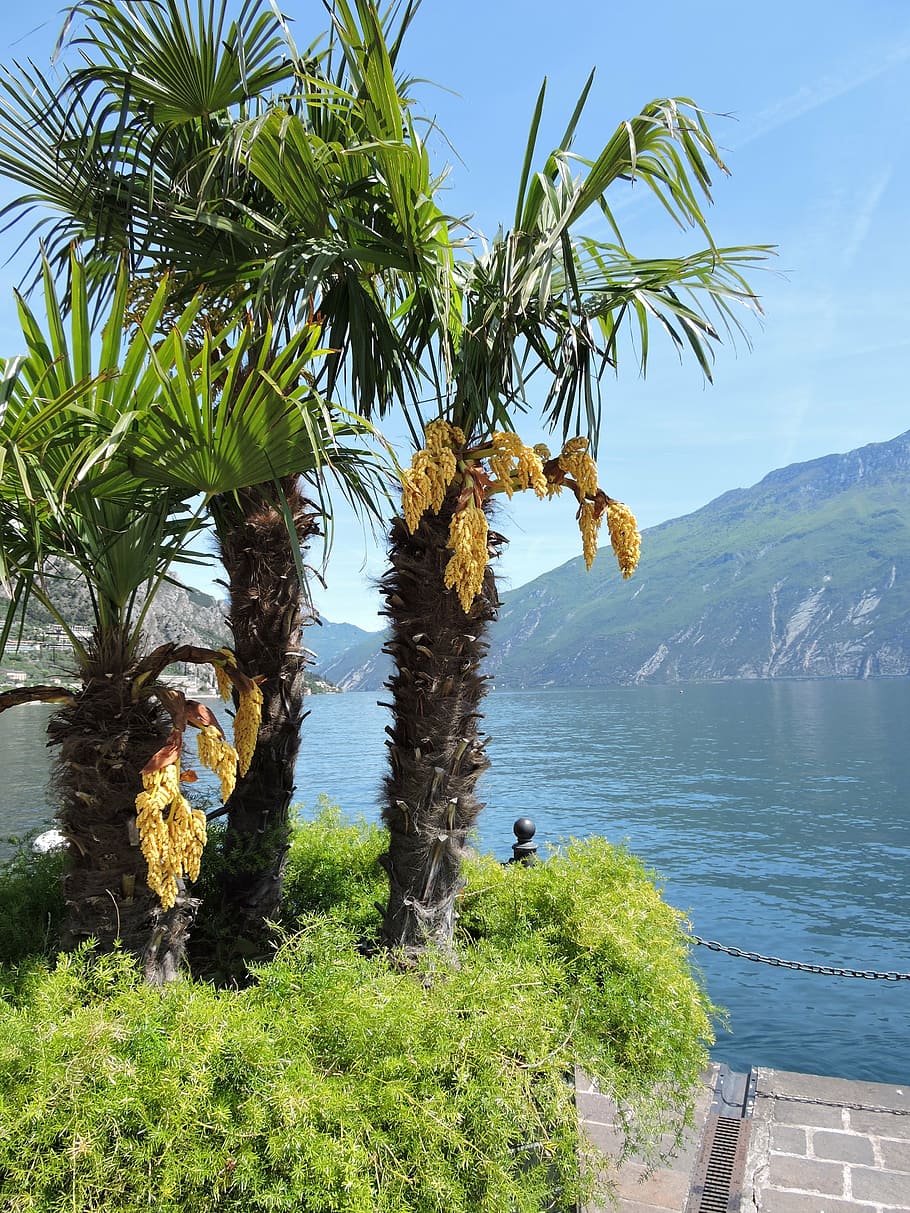 palma, lake, mountain, tree, water, plant, beauty in nature HD wallpaper
