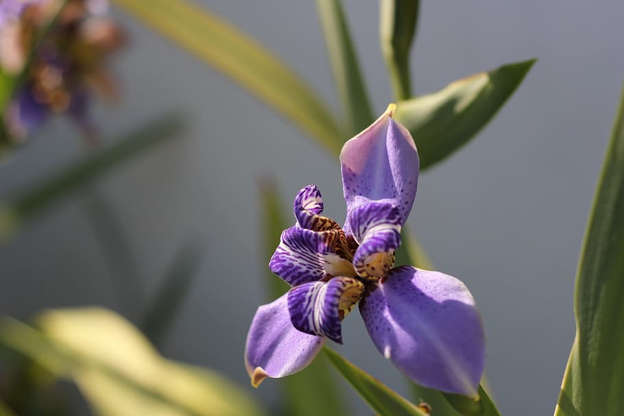 flower, spring, blooming, color, flowering plant, purple, growth HD wallpaper