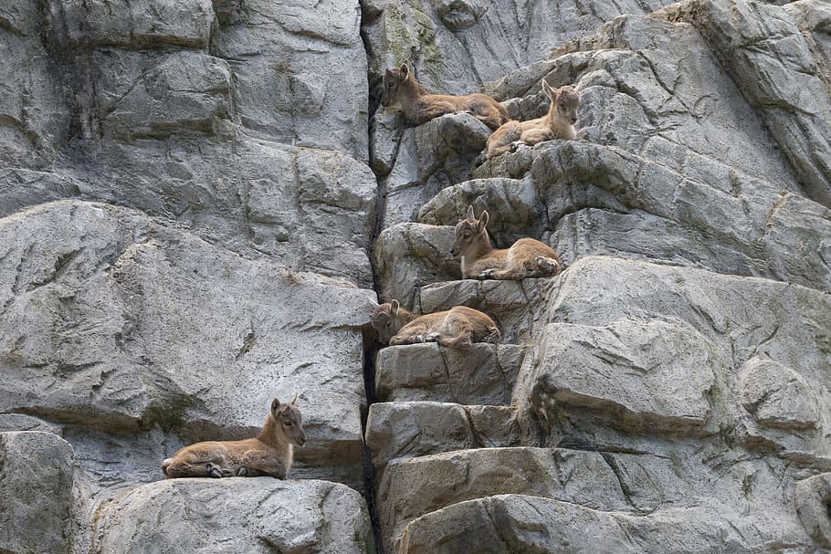 group, animals, animal world, creature, synchronous, zoo, wildlife photography HD wallpaper