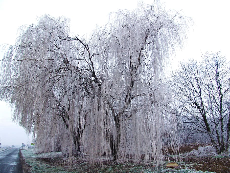 pasture, wood, winter, cold, ice, frosty, tree, plant, bare tree HD wallpaper