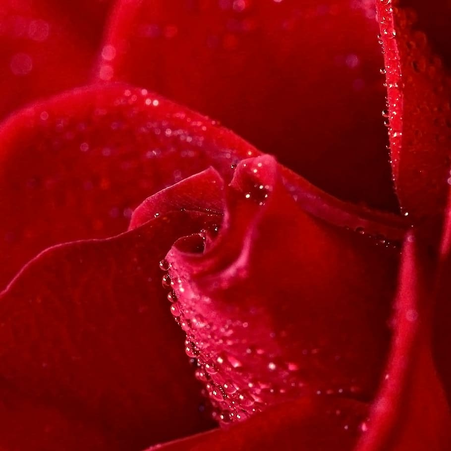 rose, flower, red, drops, rose petals, plant, nature, macro HD wallpaper