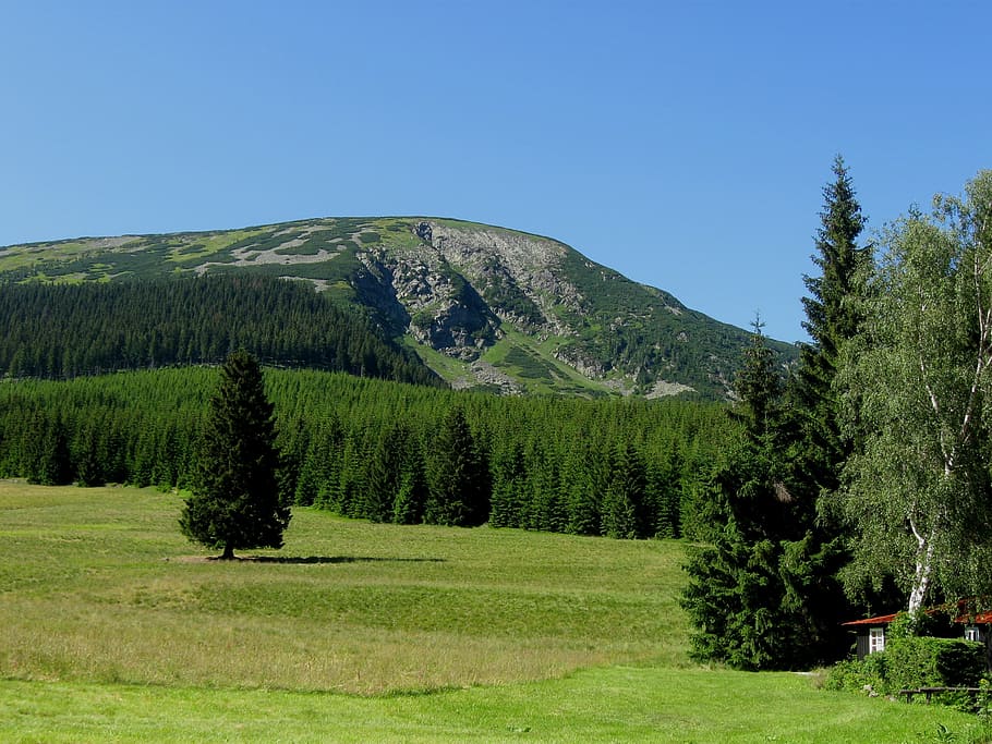 mountain, forest, meadow, solitude, landscape, mountains, the giant mountains HD wallpaper