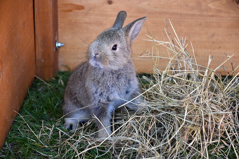 bunny, pet, rabbit, animal, animal themes, mammal, rabbit - animal HD wallpaper