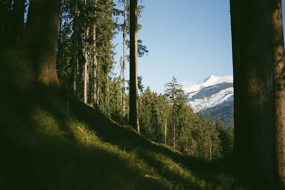 green trees on the foot of the mountain, photo, brown, near HD wallpaper