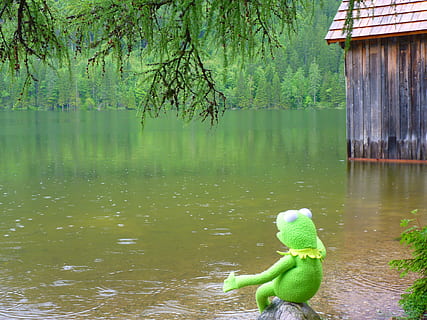 Kermit the Frog on body of water, rain, lake, tree, green color HD wallpaper