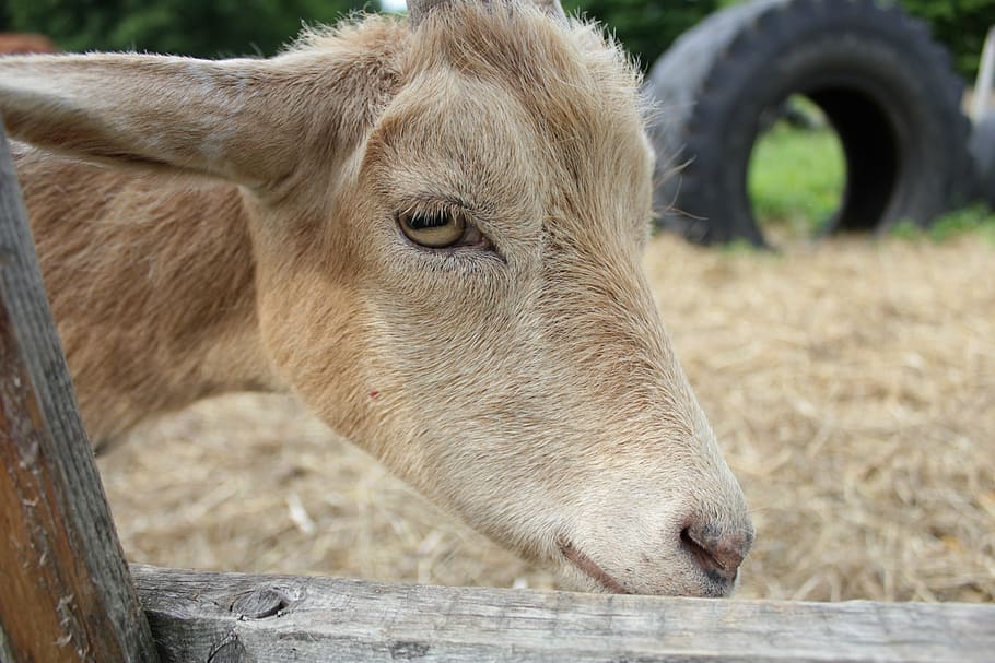 goat, farm, nature, animal themes, mammal, livestock, one animal HD wallpaper
