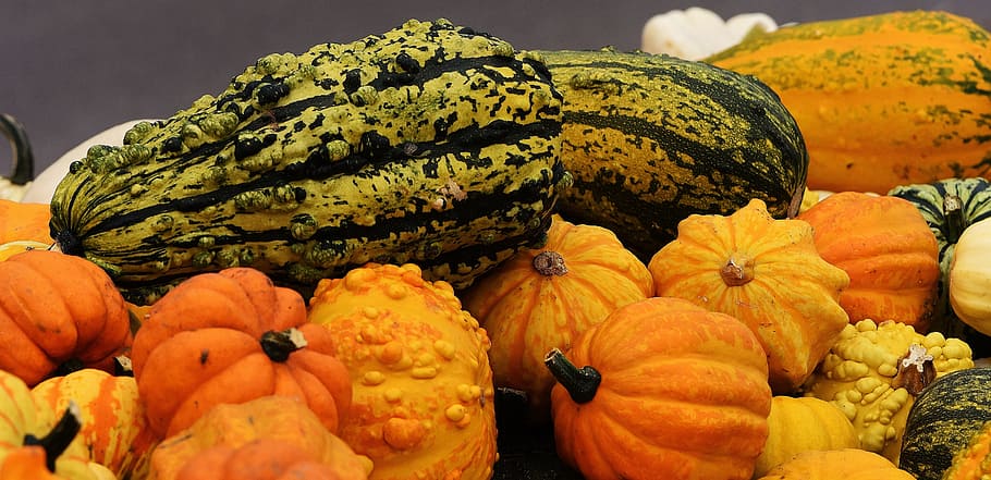 pumpkins, autumn, autumn decoration, harvest, decorative squashes HD wallpaper