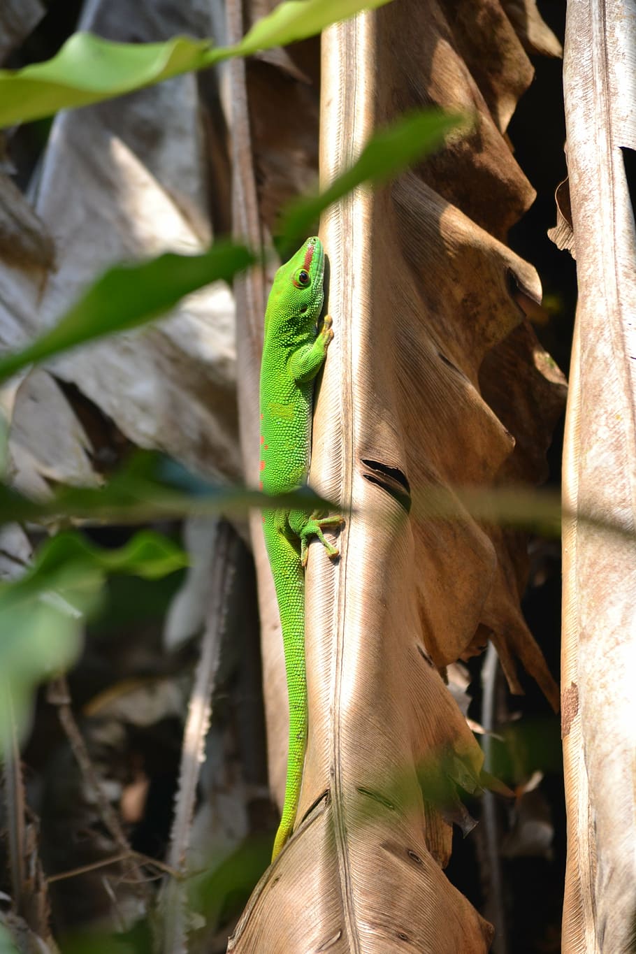 lizard, zoo, green, animals in the wild, animal wildlife, animal themes HD wallpaper