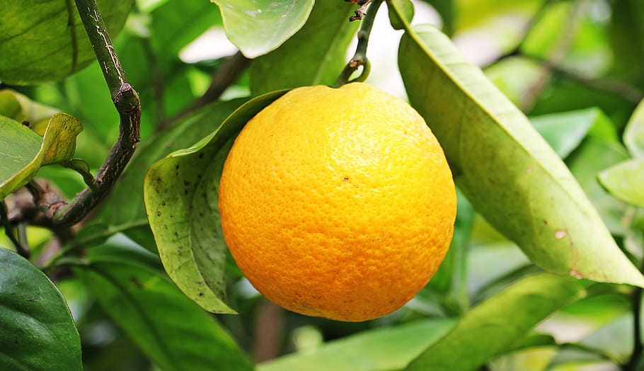 orange, citrus fruit, orange tree, nature, delicious, food HD wallpaper