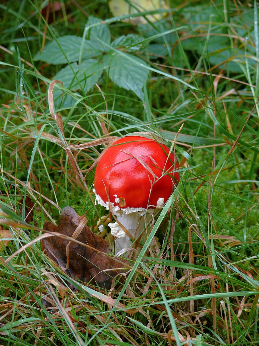 mushroom, tree, red, autumn, agaric, nature, poision, red mushroom HD wallpaper