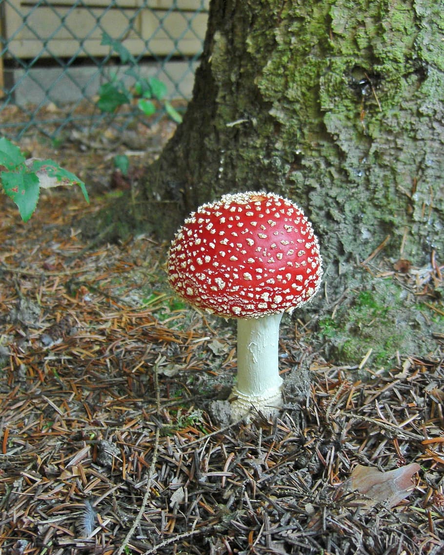 Fly Agaric, Toxic, Spotted, Autumn, red, fungal species, mushroom HD wallpaper
