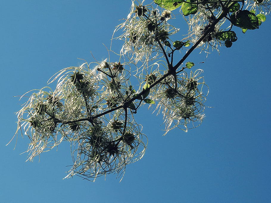 nature, sky, tree, blue, day, natural, outdoor, season, plant HD wallpaper