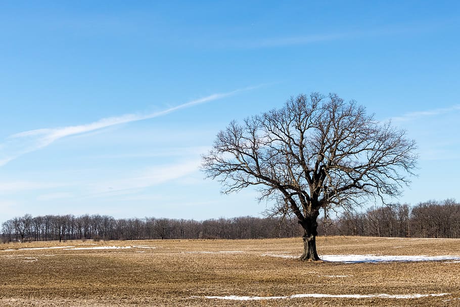 tree, field, farm, landscape, meadow, countryside, sky, plant HD wallpaper