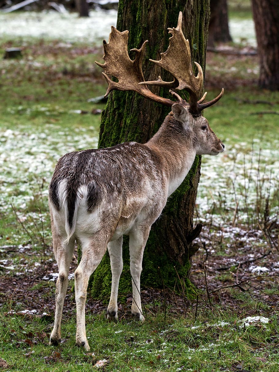 wild, fallow deer, red deer, animal, nature, wildlife, mammal HD wallpaper