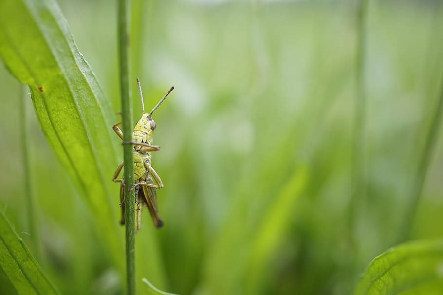 grasshopper, macro, close, nature, green, invertebrate, insect HD wallpaper