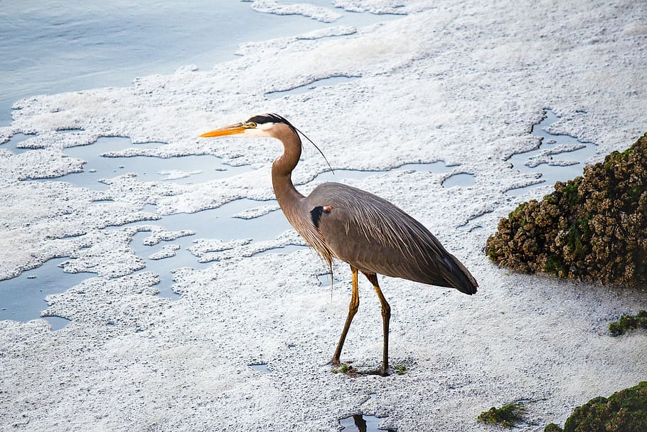 brown bird standing on snow, gray bird standing on seashore at daytime