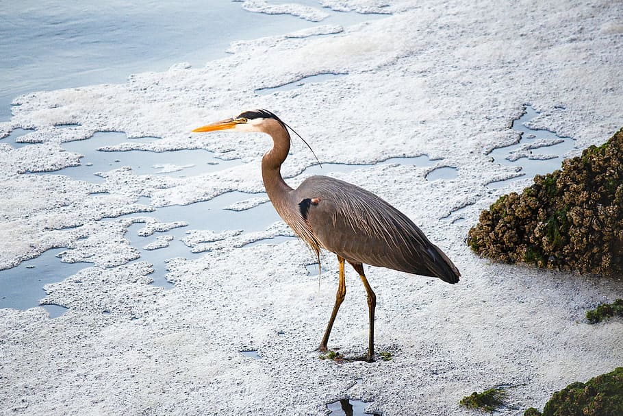 brown bird standing on snow, gray bird standing on seashore at daytime HD wallpaper