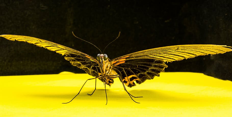 butterfly, insect, butterfly - Insect, nature, animal, animal Wing HD wallpaper