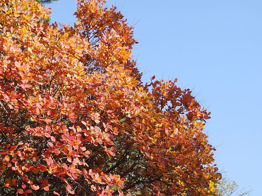 tree, fronds, autumn, carso, red, orange, change, low angle view HD wallpaper