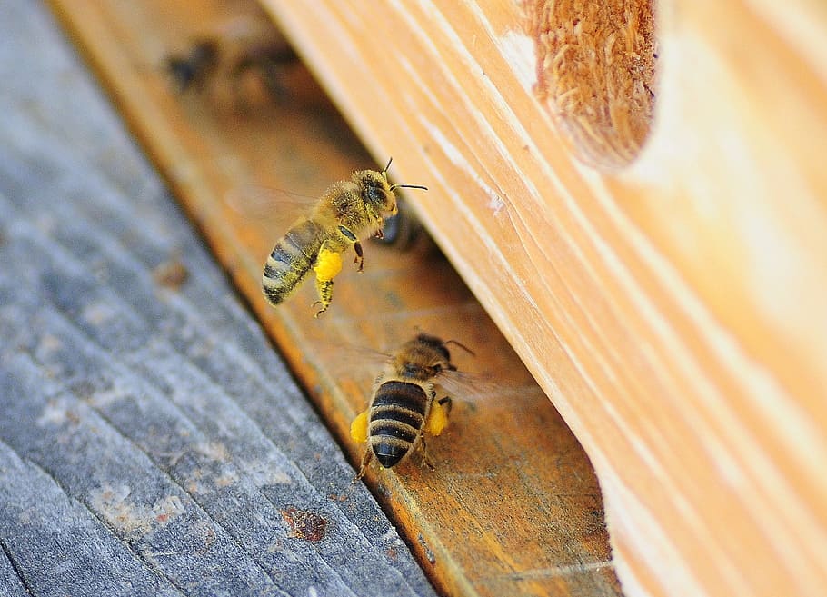 Bee, Macro, Honey, Pollen, always, nectar, spring, pollen basket HD wallpaper