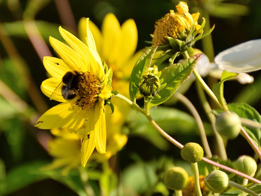 bee, blossom, bloom, close, nature, yellow, yellow flower, flowering plant HD wallpaper
