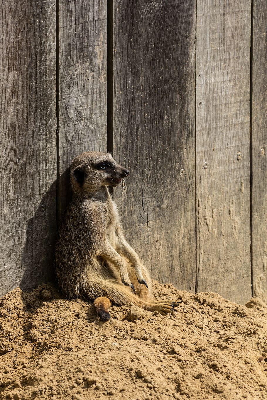 meerkat, animals, nature, sand, zoo, mammal, wood - material HD wallpaper