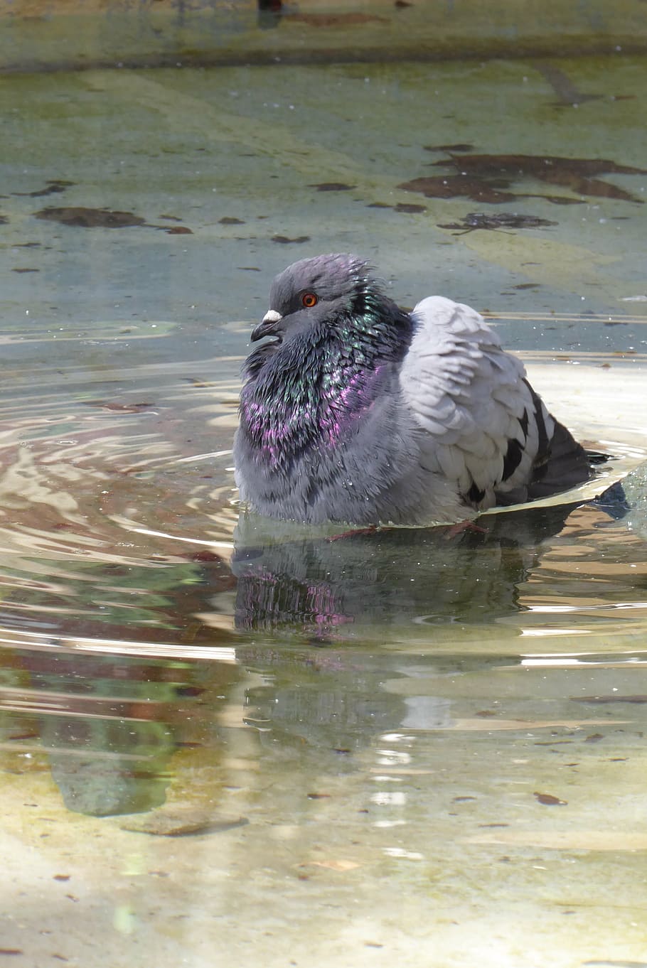 pigeon, water, bath, mirror, bird, hot, animal wildlife, animal themes HD wallpaper