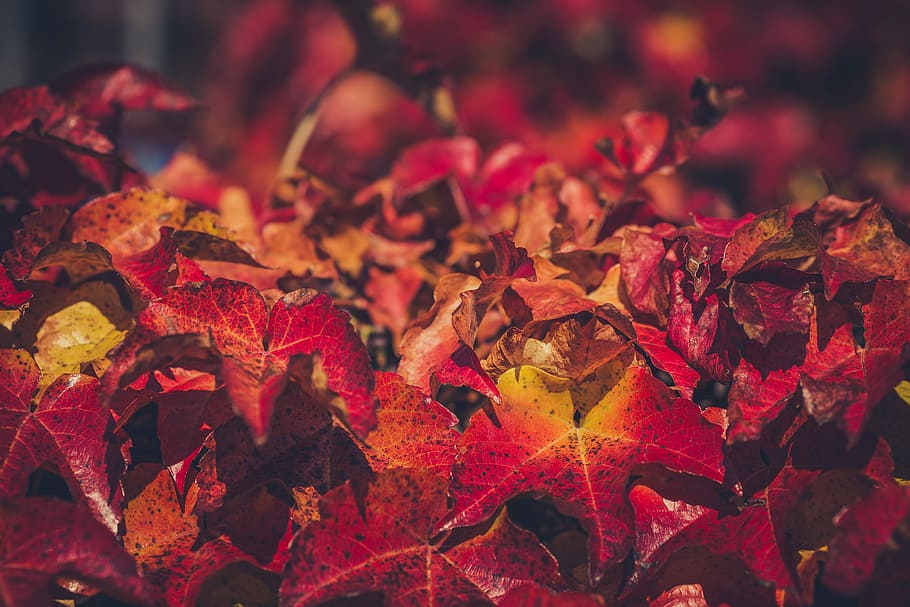 closeup photo of red maple leaves, red leaves, fall, autumn, leaf HD wallpaper
