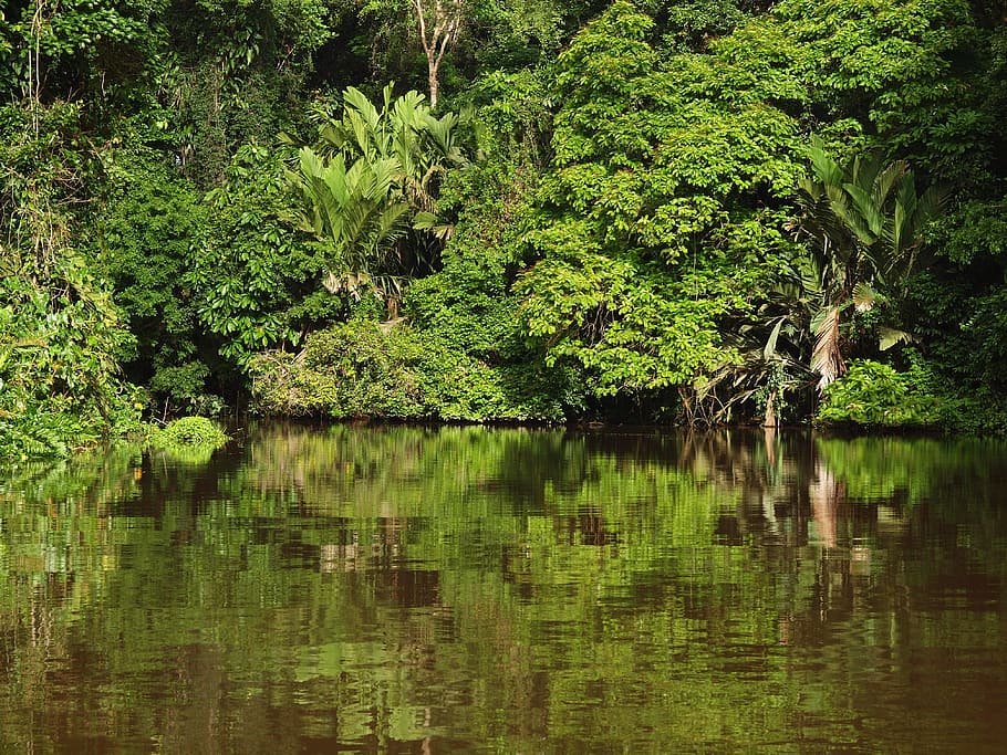 Tortuguero National Park, Costa Rica, tropics, jungle, rainforest, HD wallpaper