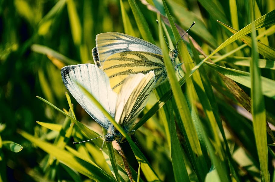 photography of butterfly, two white-and-yellow butterflies on the grass HD wallpaper