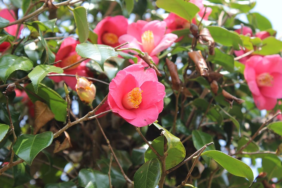 camellia, flower, plant, growth, flowering plant, beauty in nature HD wallpaper