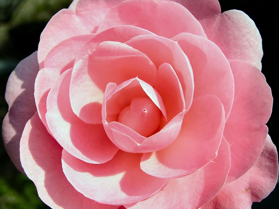 flower, bloom, camilia, flowering plant, petal, beauty in nature HD wallpaper