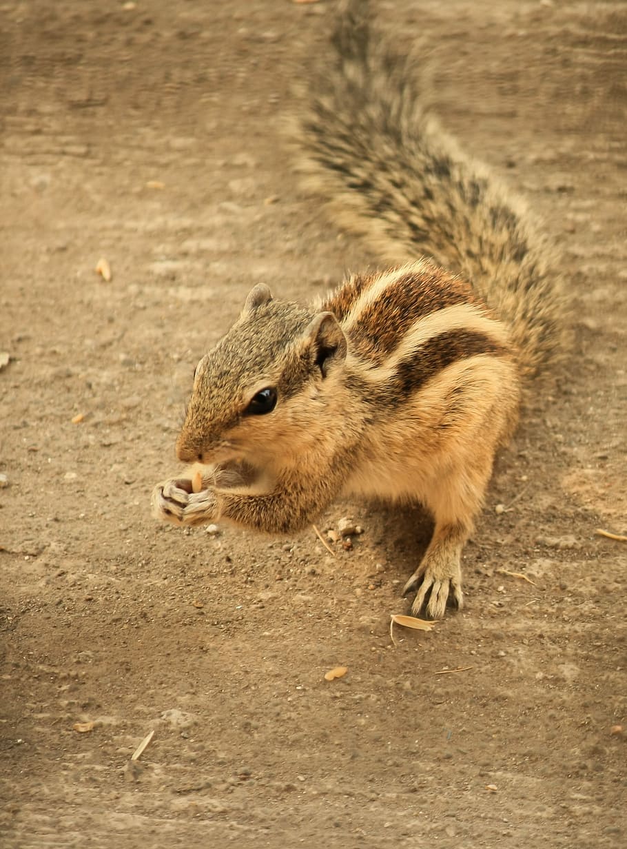 Squirrel, Rodent, Animal, Stripes, mammal, fur, wildlife, eat HD wallpaper