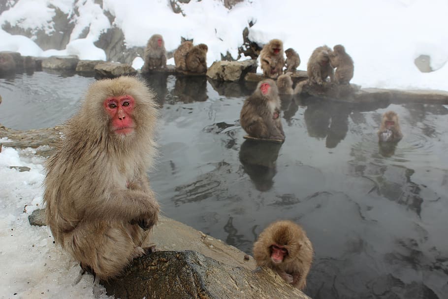 group of baboons, snow monkeys, macaque, japanese, jigokudani, HD wallpaper