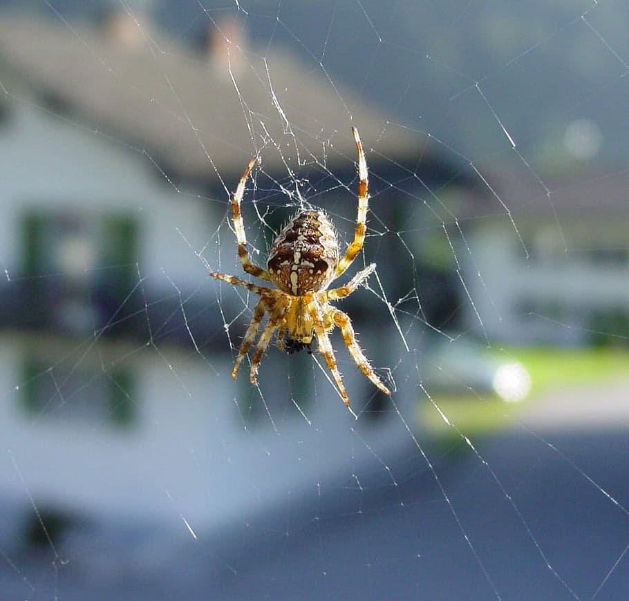 Spider, Cobweb, Insect, Toxic, spider web, one animal, focus on foreground HD wallpaper