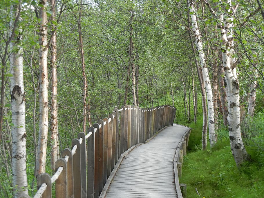 web, birch, trees, wood, plant, forest, direction, the way forward HD wallpaper