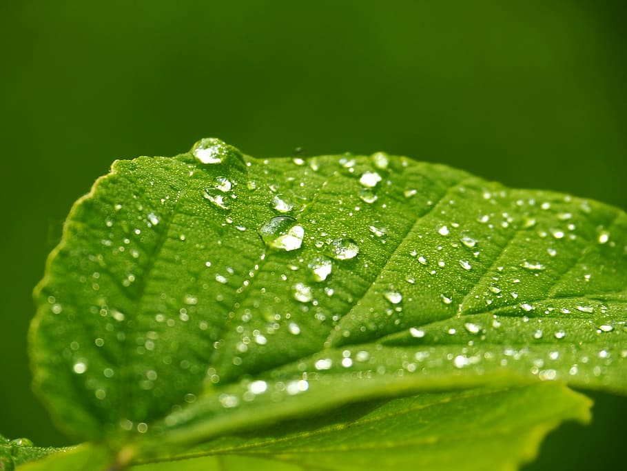 dew, green, leaf, macro, plant, waterdrops, wet, plant part HD wallpaper
